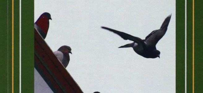 Golpes de cabestro, novela de Blas Valentín