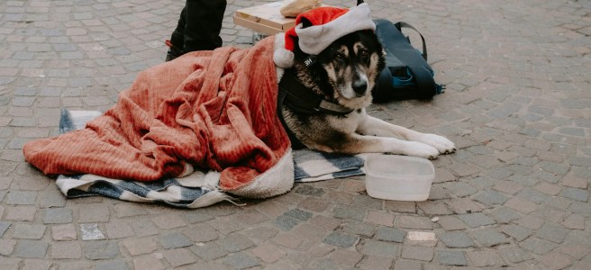 El zarzal, 25 Dic 2025/Blas Valentín Moreno / Mientras el río fluye Navidades de hambre: el vía crucis de Anselmo el Publicano WhatsAppFacebookTwitterTelegramEmailCompartir En la literatura española, la Navidad no siempre fue sinónimo de alegría y consumo. También hubo Navidades de hambre, de frío, de puertas cerradas. Baroja, Cela o Delibes retrataron esas periferias humanas donde el hambre y la miseria se teñían de culpa, resignación o fatalismo. Este relato —fragmento de mi novela El zarzal (Sekotia, 2003)— recoge esa tradición y la lleva a su extremo: el vía crucis de Anselmo el Publicano, un hombre vencido por el hambre en los días en que la caridad se predica, pero rara vez se practica. La época de diciembre, ya próxima a la Navidad, era la época en que el romanticismo se acercaba unido a los vientos más fríos y a las primeras nieves, en que Santa Claus colmaba de ilusión y regalos los hogares de familias pudientes y de ilusión sobre todo la de ciertos diablillos que no se comportaban monetariamente. A Anselmo el Publicano aquellas navidades no le trajeron siquiera el menor atisbo de ilusión, únicamente le transportaron la escabrosa escarcha de la sierra y un hambre que arreciaba con la desidia, el frío y el desamparo. La tripa seguía hablándole quejumbrosamente con su universal lenguaje del hambre, hay que ver cómo gruñía. En la despensa, apenas había unas botellas de vino y un pan tan duro y terroso como las fragosas piedras del pico Juncalejo. Había vomitado varias veces en el orinal y el estómago parecía decirle basta. Sin embargo, el frío tan acusado y su morbosa inclinación al vino le impelieron a beber de nuevo. Hacía falta entrar en calor, y aquella era una mañana glacial, de esas que es preferible pasar bajo la égida de una esplendorosa lumbre de almendro, pero tampoco disponía de leña. Abrió la ventana para tirar, una mañana más, los vestigios de su desdoro al solar del tío Nemesio. Allí enfrente estaba la Dorotea, en la puerta de su gallináceo corral, acompañada de su inseparable amiga Pura. La vio desplumar un nuevo gallo destinado a estómagos privilegiados, y sintió vehementes deseos de comer. —Mira, Dorotea, nos está mirando. —¡Bah!, lo que está mirando el borrachín ese es la carne, menudo está hecho el pájaro. —¿La carne?, ¿no querrás decir que nos mira malamente, el muy grosero?, ¡ay, Jesús! —dijo santiguándose. —La carne del gallo, ¿la ves? —dijo acercándole el gallo a los ojos—. Esto es lo que mira, pero si quiere que le dé va apañado, ¡que trabaje! El Publicano cerró la ventana y a los pocos segundos abrió la puerta hacia la calle, cerrándola despacio y con sumo cuidado. Las dos abuelas siguieron con lo suyo sin tan siquiera mirarlo, tratando de evitar su pestilente presencia. Él se quedó a la altura de su puerta, mirando hacia el corral. —¡Ay, Dios mío —musitó la Pura—, que se ha quedado ahí parado como un poste! —Tú ni caso, como si no estuviera, igual. Tras unos segundos de desazón oyeron su voz ronca y apagada. Había alargado el brazo hacia ellas con la palma de la mano abierta hacia el cielo gris. —¿Me das? La Dorotea se quedó mirándolo unos segundos, negándole tres veces con la cabeza. Anselmo entonces distendió su brazo, dejándolo caer sobre su costado. Breve silencio antes de pronunciar unas sucintas palabras de desaliento que parecieron emergerle de un oscuro subterráneo de desidia. —Porque tengo hambre y no me das de comer. —¡Trabaja! —le respondió Dorotea—, ¡y comerás igual que todos! Pareció tener bastante con aquello y siguió su camino alejándose de ellas. —¡Virgen Santa! —exclamó la Pura—, menos mal que se va, ¿tú sabes el trago que me ha hecho pasar? —Nada, no sufras, estos borrachines parecen algo y no son más que basura. —Sí, sí, pero cualquiera se fía —dijo secándose el sudor frío de sus abultados mofletes. Sin embargo, lo que ni siquiera llegaron a sospechar es que ellas habían sido la primera parada en el particular camino de su vía crucis. La segunda parada la realizó en la casa del cura don Baltasar, el cual vivía en una suntuosa mansión en la plaza, al lado de la iglesia. El cura, que estaba ensayando la misa del gallo de la próxima Nochebuena, se sorprendió al abrir la puerta con su libro en la mano y verlo allí tan pálido y turbado. —¿Qué vienes a buscar, Anselmín? —dijo. El Publicano mostró la palma de su mano. —Tengo hambre. Deme algo. Don Baltasar sonrió, cerrando el libro bíblico que portaba. —Es más fácil que un consejo entre por el filo de tu sandez, que un duro en el sueño de los necios; y eso te daré, un consejo: trabaja. Y descargó el “trabaja” como se descargaría una pesada piedra sobre un suelo de mantequilla: incontestable, suprema verdad de infinito peso, sin asomo de réplica posible. Pero la azorada conciencia del Publicano no entendía de más verdades supremas que las de su dolorido estómago, que parecía querer explotarle con sus gruñidos. —Tuve hambre y no… —¿Por qué no te presentaste a los jornales que anunció el ayuntamiento? Recuerda mi consejo: trabaja —dijo el cura arqueando las cejas antes de cerrarle la puerta para rápidamente volver a abrirla. —Ah, ¿recuerdas aquella noche en que fuimos a tu casa para hacerte entrar en razones?, ¿lo recuerdas? Los evidentes síntomas de inanición que padecía Anselmo, unidos a una incipiente demencia y a las dificultades cognitivas producidas por el alcohol, le impidieron dar una respuesta congruente. —Pues escucha si quieres ser escuchado, ¡que el fuego de la lucidez abrase tu ciega estulticia! —sentenció don Baltasar, cerrando la puerta irreversiblemente con la sensata firmeza de quien se sabe poseedor de la verdad suprema. Dejó la casa cural y siguió su tambaleante paso, compelido por la pasión del hambre y cargado con la pesada cruz de la necesidad, en aquel vía crucis de vísperas navideñas. Al doblar la esquina hacia la calle donde vivía el cacique Carlos Enrique, tuvo que apoyarse en la pared, mareado e indispuesto, vomitando la bilis amarga del alcohol sobre un frío pavimento de tierra húmeda. Trastabillado, cayó al suelo, intentando incorporarse con penosa dificultad. Nuevamente, su mano resbalaba por la pared en un intento fallido de sujetarse a esta. Volvió a caer de rodillas sobre el suelo, babeando un líquido viscoso de color glauco. El mundo parecía dar vueltas en torno a él. En ese momento, acertaron a pasar por allí la Merceditas y la hija del tío Nemesio, y les alzó el brazo para que le ayudaron a incorporarse. —Anda, mira quién está ahí —dijo Merceditas. —¡Buf, qué asco, mira lo que está tirando por la boca! Decidieron, en una pronta maniobra, sortear su presencia introduciéndose por una de aquellas calles irregulares y laberínticas, dejándolo sobre el suelo abandonado a su suerte. Desaliñado y vencido, estuvo varios minutos tumbado sobre la dura tierra que emanaba la escarcha del invierno. Después de arduos resuellos de fortaleza por conseguir alzarse, se puso en pie tambaleante, apoyándose y restregándose por la pared hasta conseguir llegar al portal de don Carlos Enrique. El portal aparecía engalanado de diversos ornamentos navideños, completados con letras de villancicos: “Los pobres y los humildes me acuden los primeros… porque llegó la Navidad”, rezaba aquel magnífico pórtico con una foto del pesebre. Como no viera el timbre, aporreó la puerta todo lo que le permitieron sus escasas fuerzas, cayendo nuevamente de rodillas al pie de la misma. Nadie le contestaba. Nadie existía aquella mañana para él. Las puertas estaban cerradas con todo el peso de su callada negación. Las paredes y la puerta empezaron bárbaramente a moverse, y se iban haciendo grises, cada vez más grises y oscuras hasta nublarse por completo de un negro envolvente y espeso. Cualquier atisbo de fuerza le iba abandonando, al tiempo que el estómago se movía espasmódicamente arrojando un líquido amargo que le quemaba la garganta. Arrojado sobre el suelo y extendiendo los brazos en toda su longitud, llamó repetidamente a la vida, pidiéndole clemencia y preguntándole por qué le abandonaba. Pero esta no era más que otro portal cerrado que tampoco se dignaba responder. ** En la figura del Publicano se condensa una pregunta que sigue vigente: ¿cuántas veces, en estas Navidades de escaparate y abundancia, seguimos dejando a alguien ante un portal cerrado?