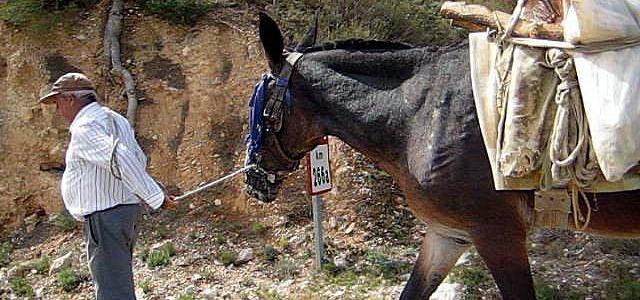 El macho (macho mular) de mi padre, cargado de un cajón de tomates