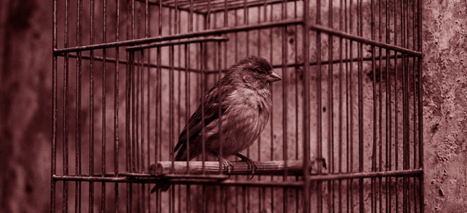 Small bird perched inside rusty metal cage attached to wall