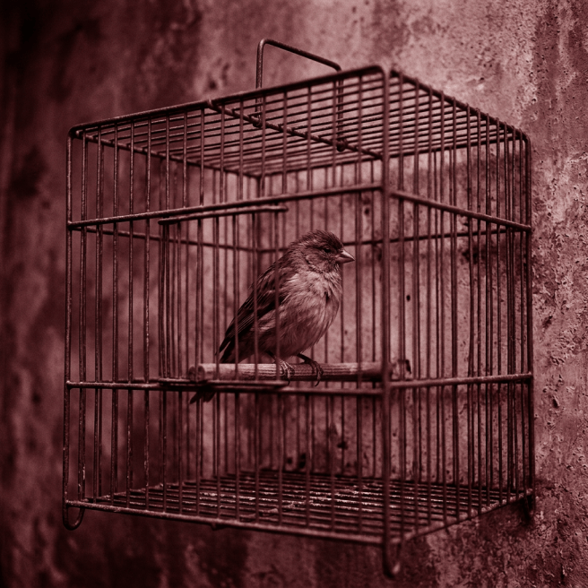 El pájaro encerrado